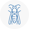 Warrington Wasp Nest Removal